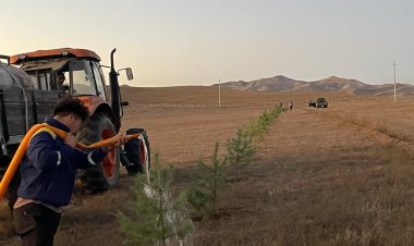 ХОНГОР СУМЫН ЦЭЦЭРЛЭГТ ХҮРЭЭЛЭНД МОД ТАРИХ АЖИЛ ГҮЙЦЭТГЭЛЭЭ.